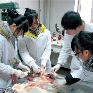 东北农业大学的实验室疏忽了什么？