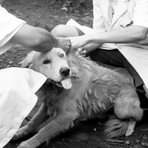谁该打狂犬病疫苗？—“狂犬病恐惧症”与疫苗滥用